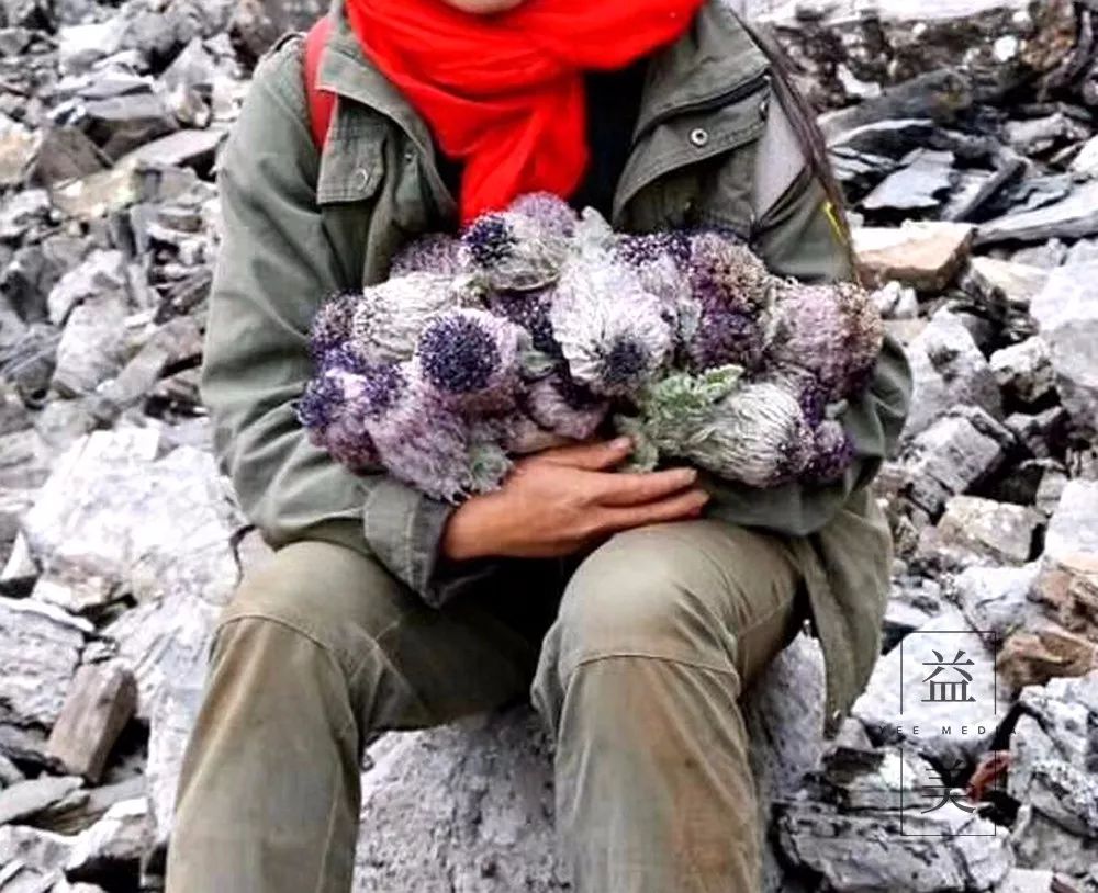 「昨日推文」哭泣的雪兔子，已经被人类挖到濒临灭绝！请高抬贵手放过它们吧！