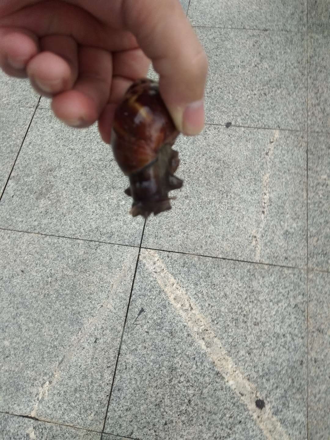 路边捡的蜗牛是什么蜗牛,下雨时候捡到了一只蜗牛
