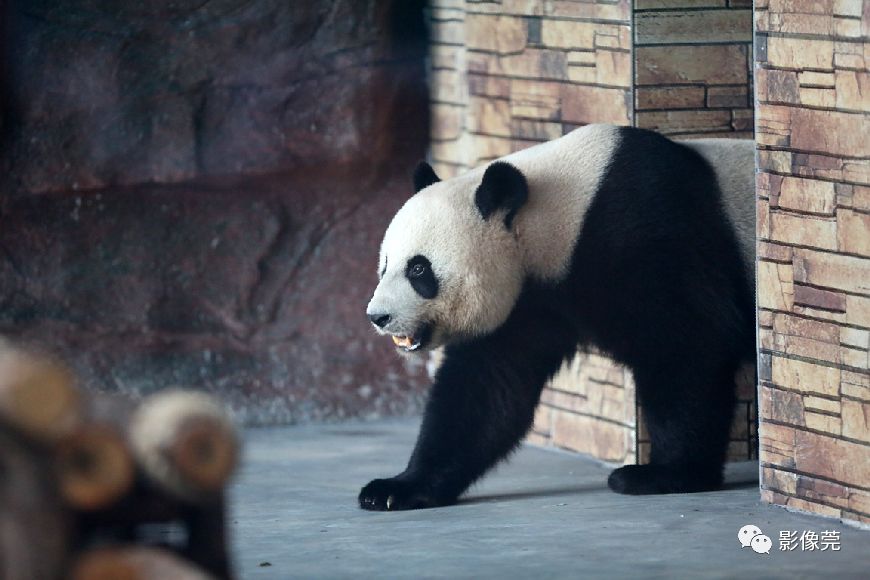 实力圈粉！熊猫兄弟今天正式亮相东莞，一大波萌图滚滚来袭