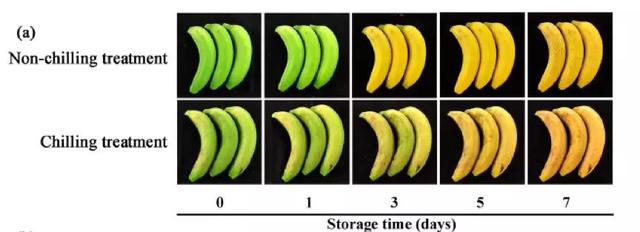 真香警告！明明叫香蕉，为什么一点都不“香”呢？
