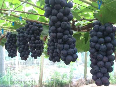 葡萄现在有什么新品种产量高,2019年鲜食葡萄新品种分析
