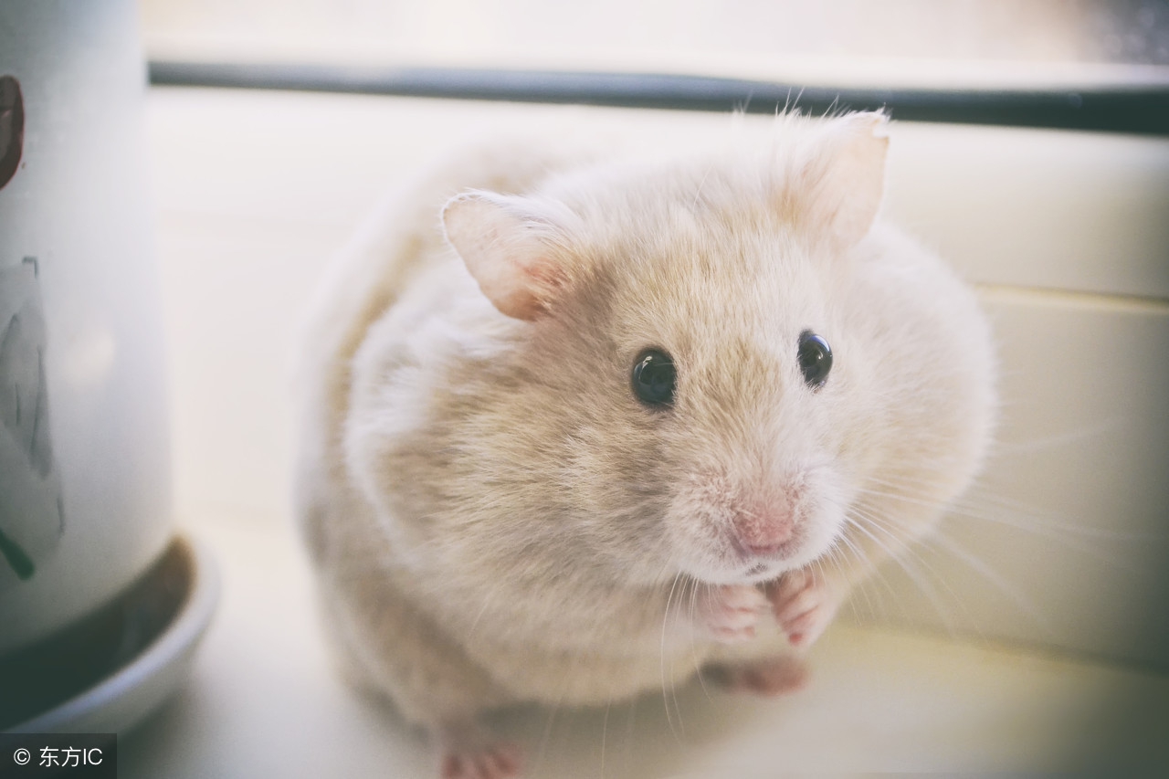 仓鼠不能吃什么食物清单,新手养仓鼠需要准备什么食物