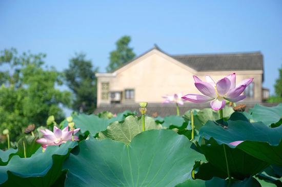 带孩子乌镇乌村游玩攻略,乌镇乡村旅游景点有哪些