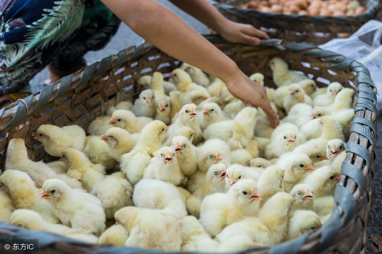 雏鸡的雌雄鉴别的作用,雏鸡雌雄鉴别方法好看视频