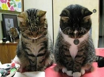 脑残药片恶搞,搞笑脑残片