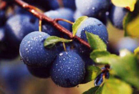 吃什么能解烧烤的油腻,吃什么去除烧烤油腻