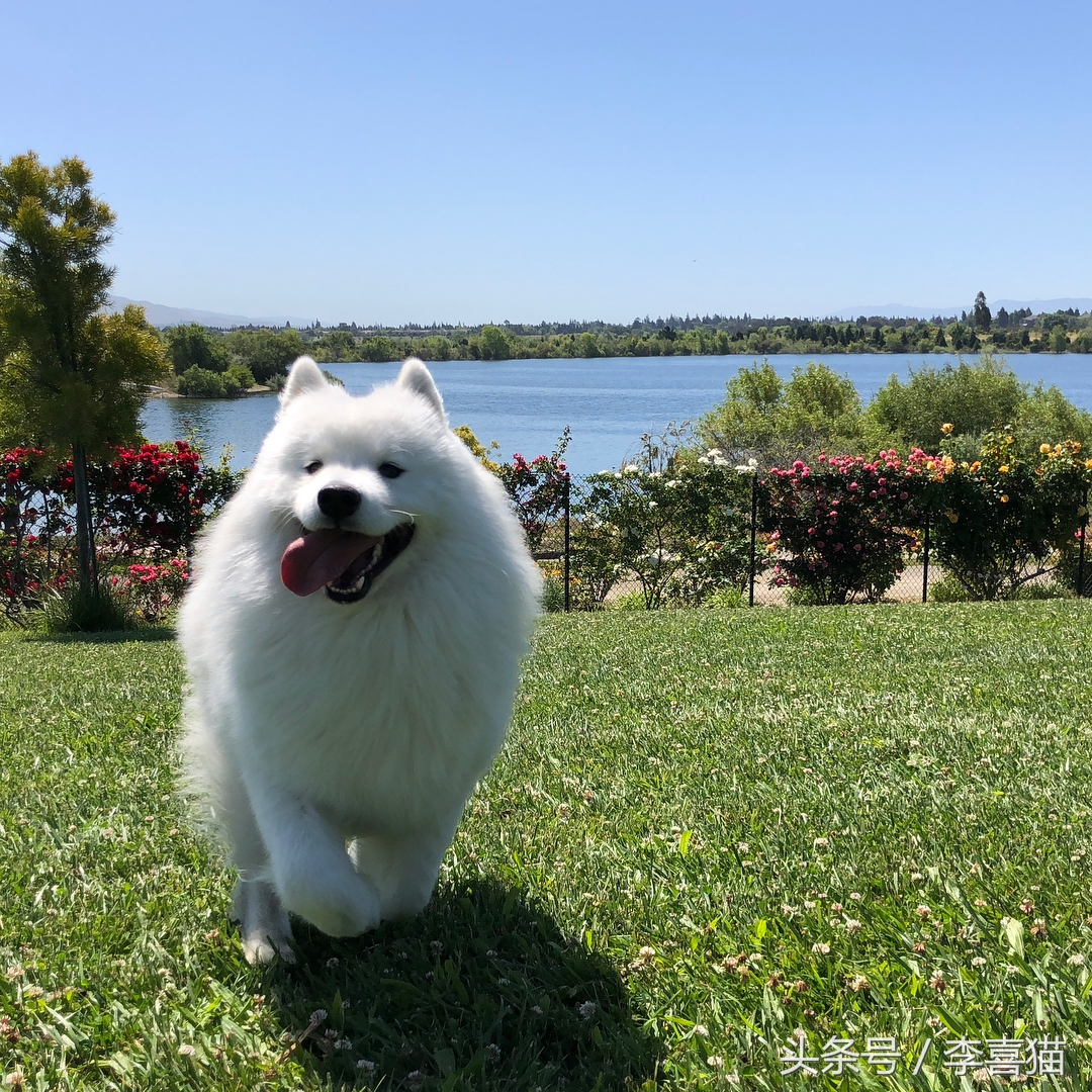 微笑天使萨摩耶和狗弟,微笑天使雪橇三傻