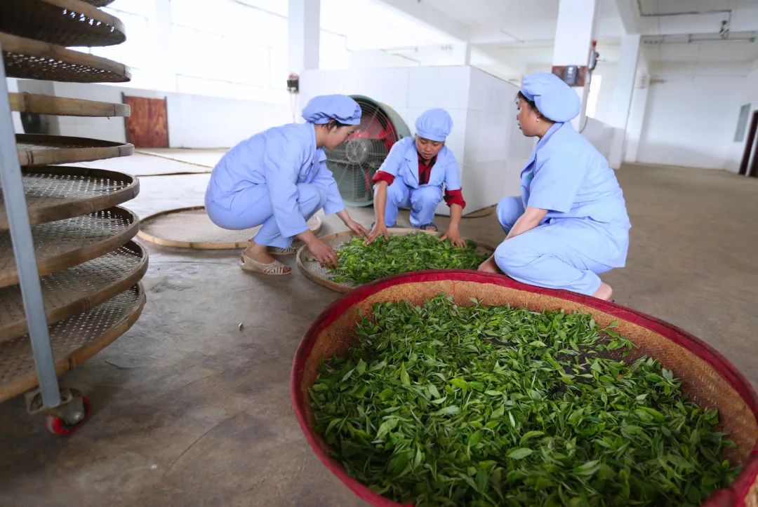 「创富人物」凌云茶乡“领头阳”的人善茶方纯