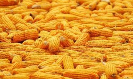 玉米秋乐988品种怎么样,玉米郑单958品种大全