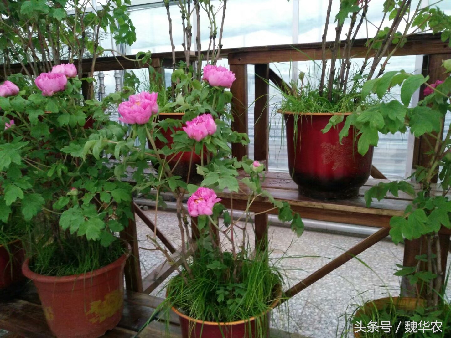 牡丹的部分枝条枯萎其余的没问题,牡丹黄叶枯萎求解决办法