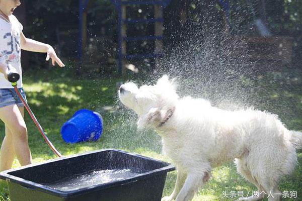铲屎官接泰迪到宠物店洗澡,给宠物洗澡的手法
