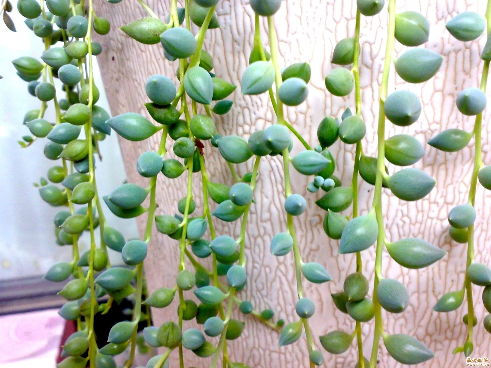 情人泪如何扦插爆盆,情人泪怎么才能养得肥