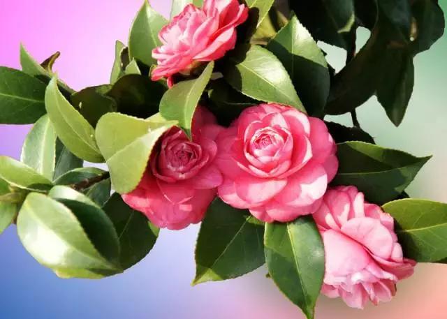 全国31省会城市的市花,全国56个市市花