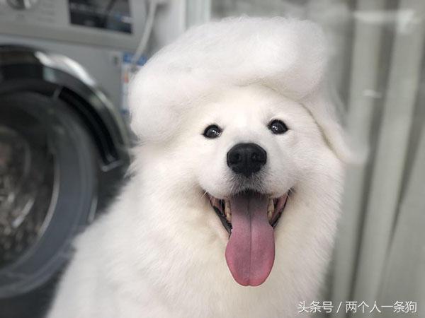 换季狗狗掉毛怎么去除最快方法,宠物换季掉毛严重怎么办