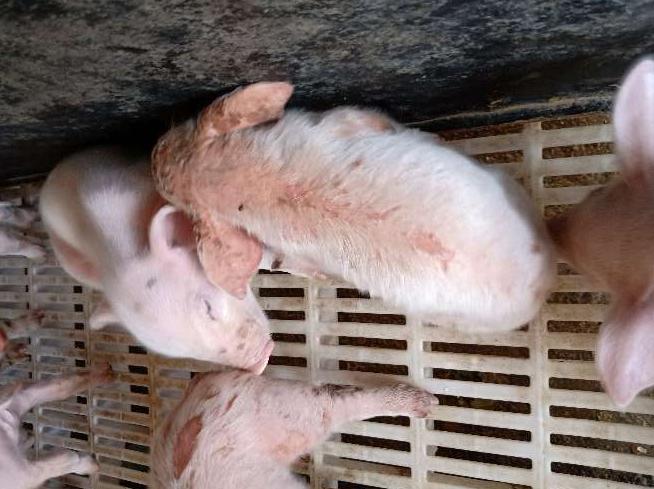 出生仔猪烂脸,仔猪身上烂皮是怎么回事
