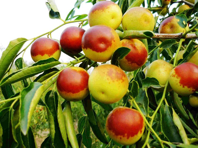 百果之王之首,沾化王福田冬枣