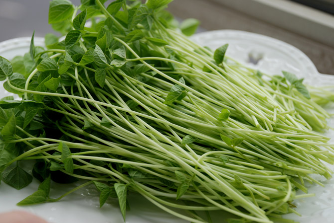 阳台种菜教程书,在家阳台种菜一年四季能种的菜