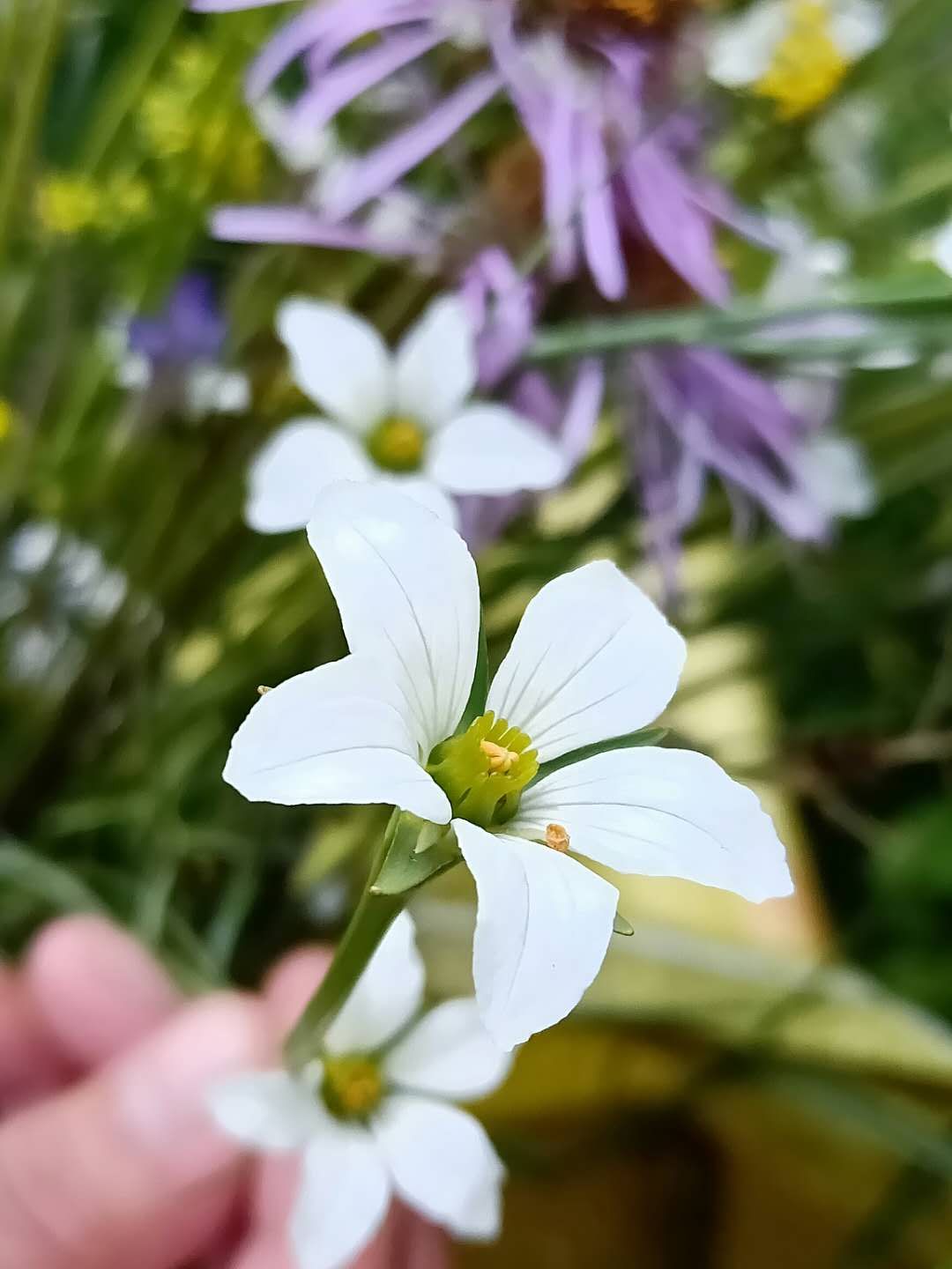 神奇的雪域高原,西藏的神秘藏医藏药