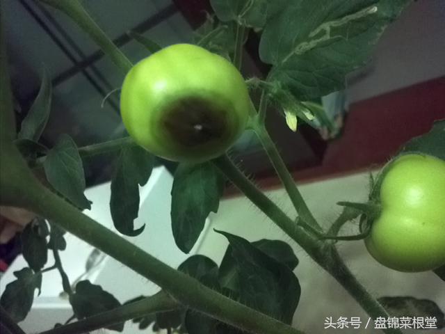 碱地柿子的正确做法,碱地柿子种植方法