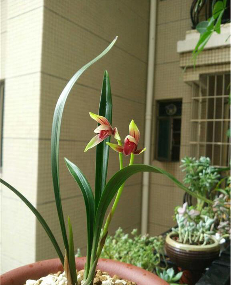 兰花价格决定因素由高到低,如何了解兰花价格