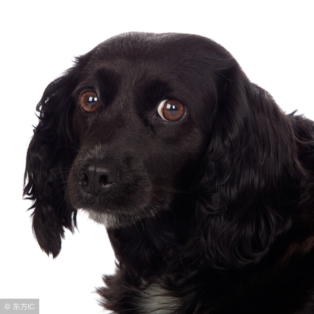 养一只狗需要准备什么东西,养一只狗前期需要多少钱