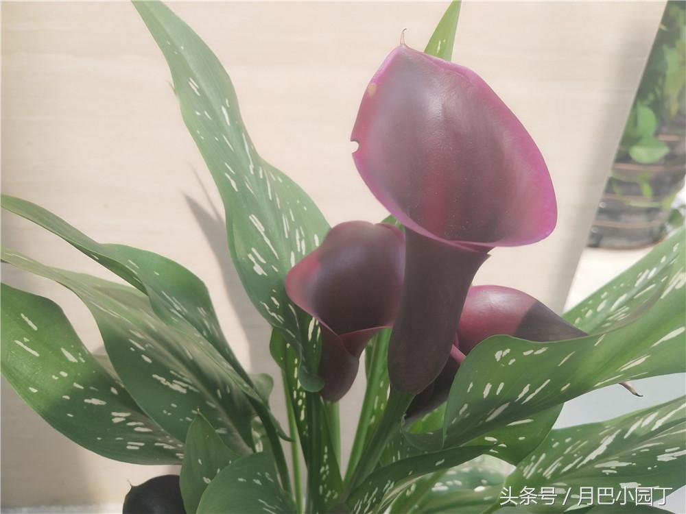 马蹄莲夏季怎么养才能开花快,马蹄莲怎么养护让它第二年开花