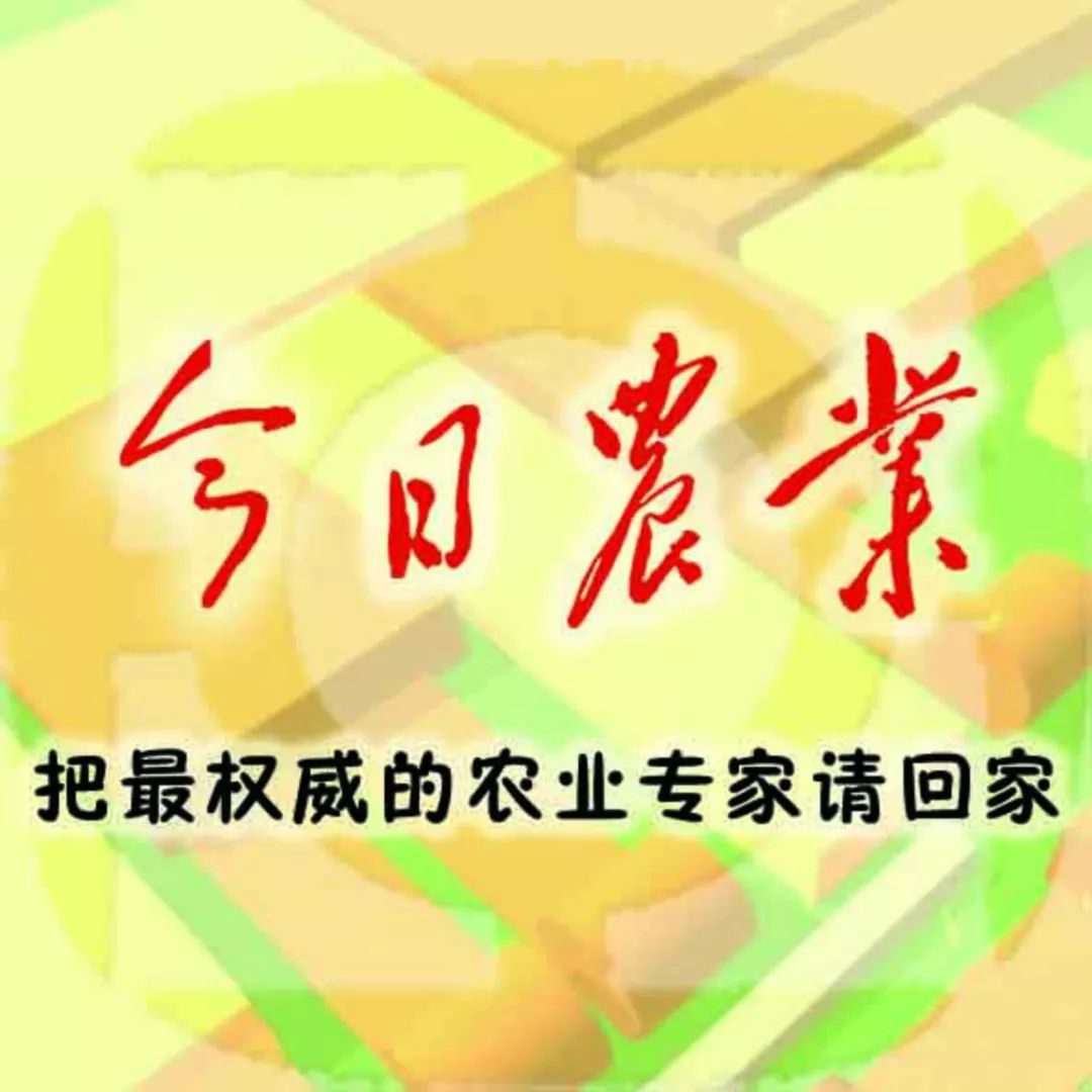 健康养生生姜吃法,生姜的补脾胃方子