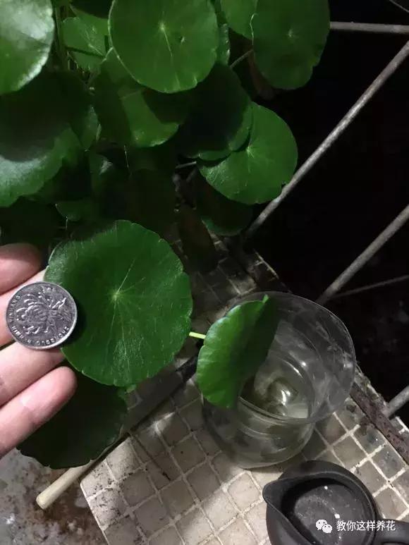 绿萝过冬后叶子全掉了,绿萝过完冬叶子黄了还能活吗