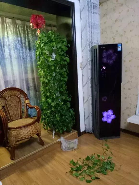 绿萝过冬后叶子全掉了,绿萝过完冬叶子黄了还能活吗