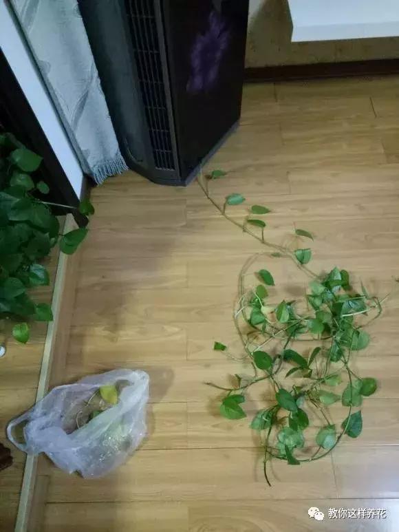 绿萝过冬后叶子全掉了,绿萝过完冬叶子黄了还能活吗