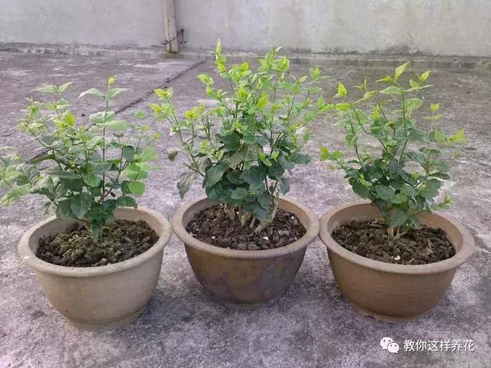 铜钱草修剪完干了如何补救,铜钱草与绿萝哪个好养