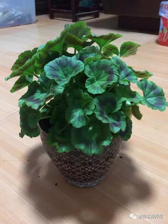 铜钱草修剪完干了如何补救,铜钱草与绿萝哪个好养