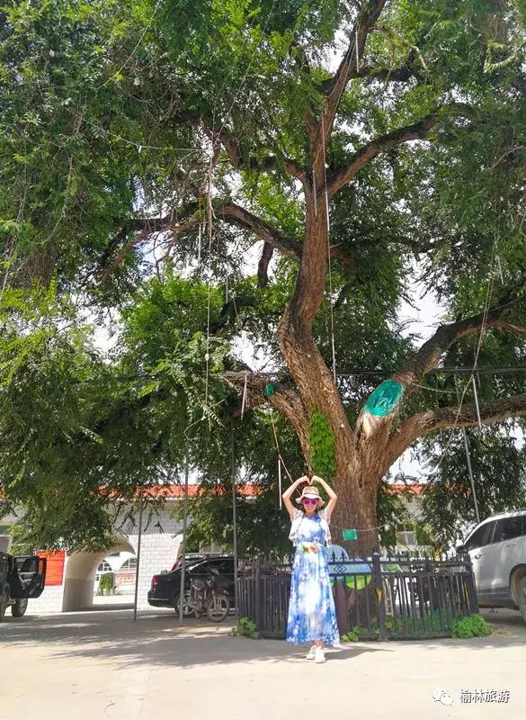 走遍榆林寻古树、品农味、游乡村，感受最清爽的一抹绿之子洲篇