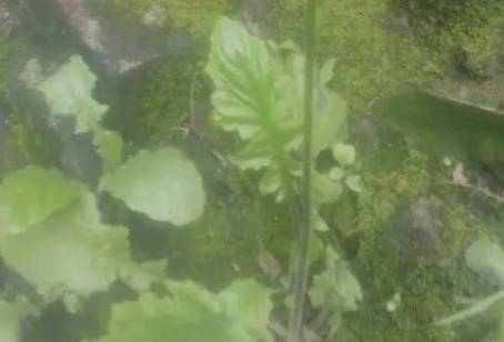 送你一款天然消炎药,4种天然消炎药隔三差五吃