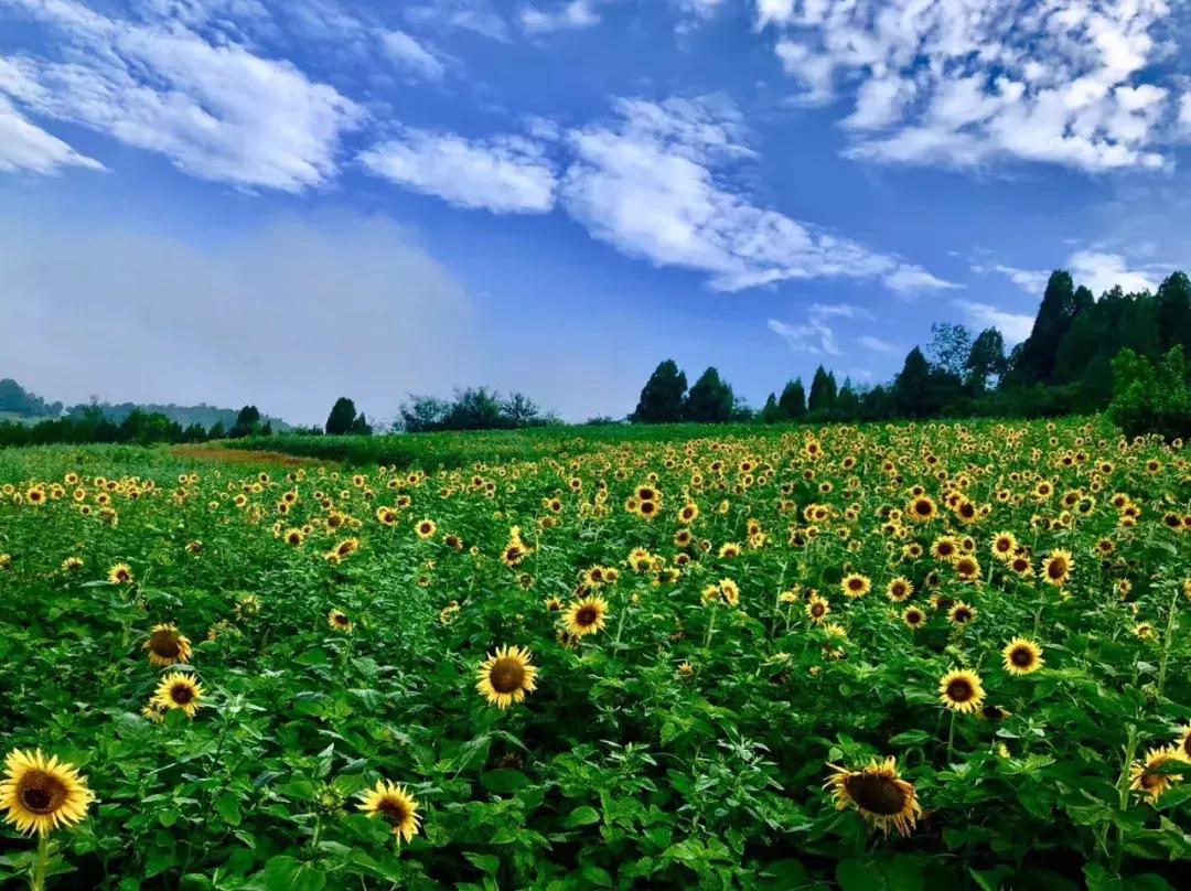 洛阳夏天适合一天游玩放松的地方,洛阳这个季节适合去哪旅游