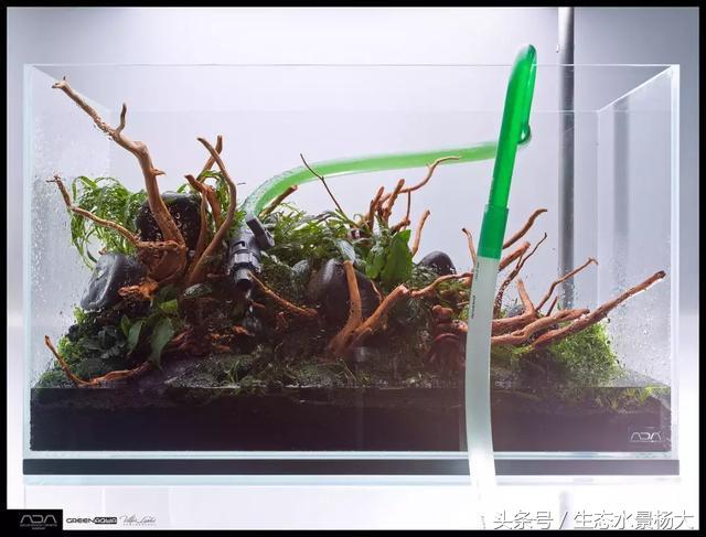 ada草缸造景什么意思,ada造景大赛60缸