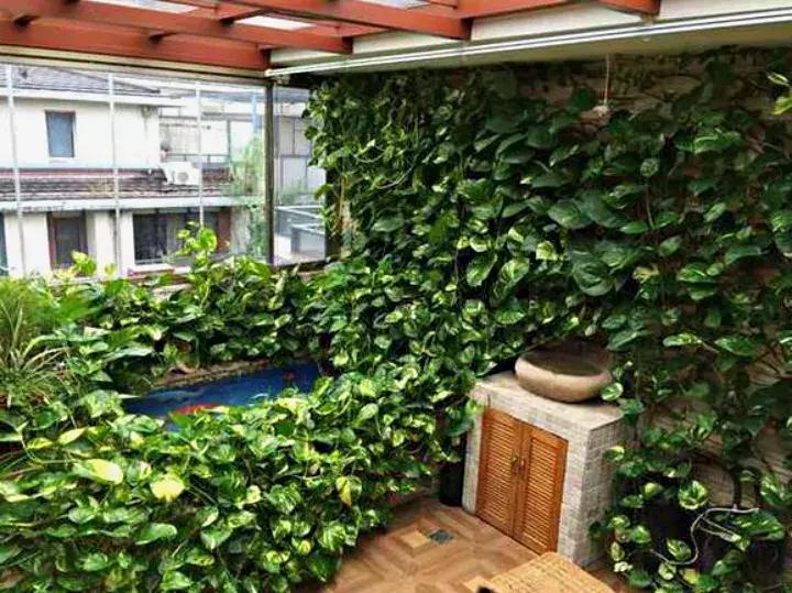 绿萝盆栽烂根了怎么办,君子兰绿萝叶子边发黄怎么办