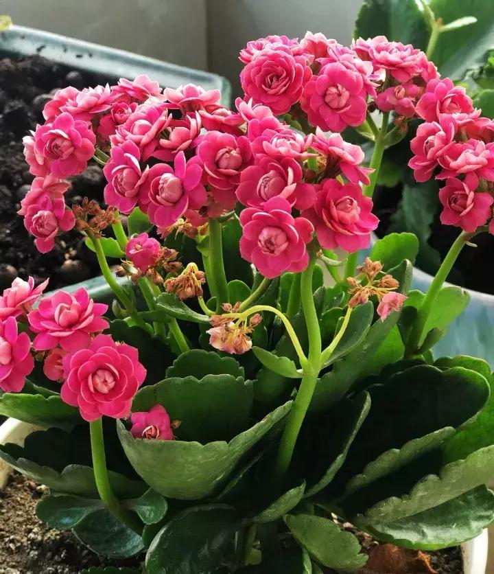 绿萝盆栽烂根了怎么办,君子兰绿萝叶子边发黄怎么办