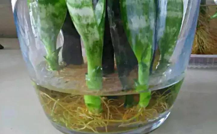 绿萝盆栽烂根了怎么办,君子兰绿萝叶子边发黄怎么办