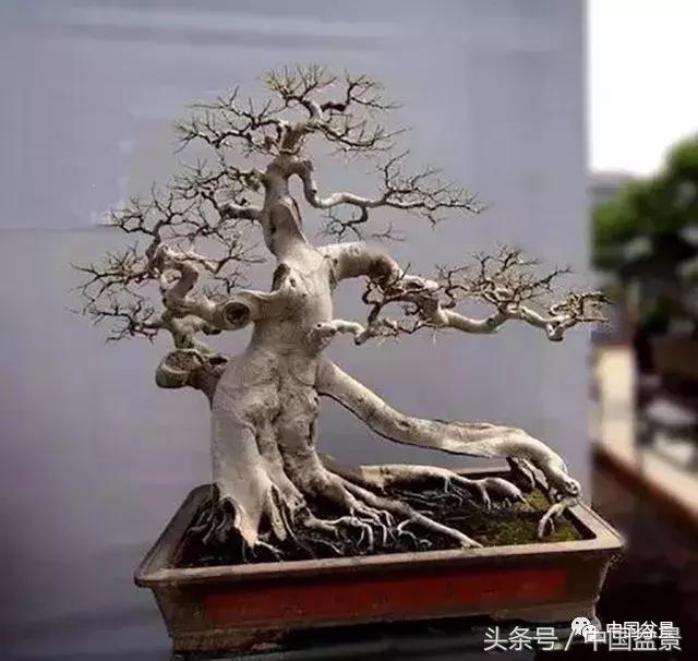 值得收藏的盆景养护常用技法