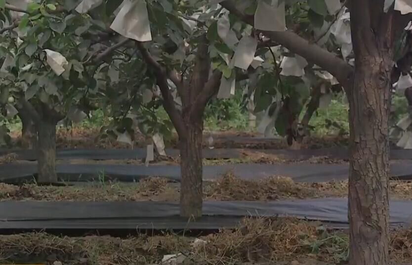 果树覆盖膜,果树黑膜覆盖视频