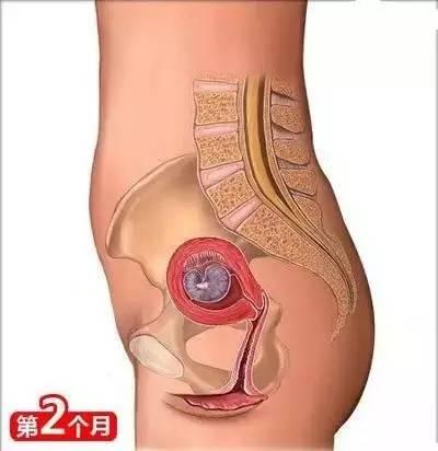 新手孕妈须知怀孕初期注意事项,孕妈饮食禁忌都有哪些注意事项