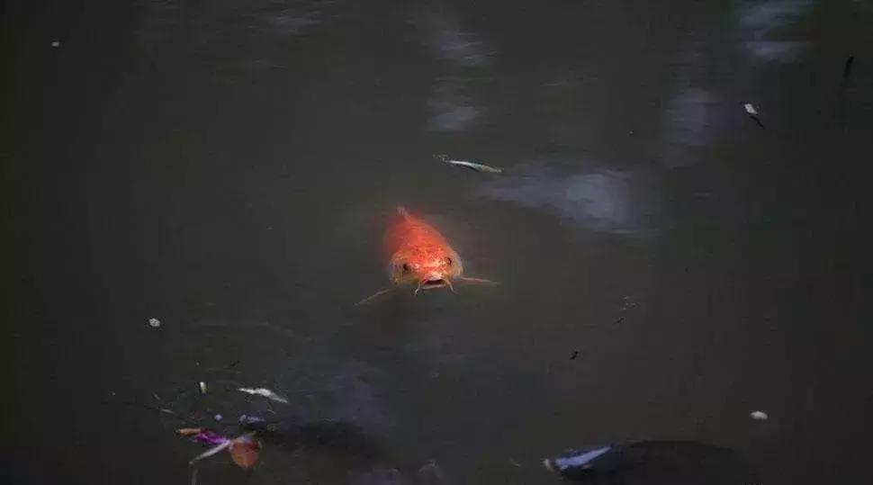 鱼药物中毒怎样补救,鱼塘鱼类药物中毒的症状