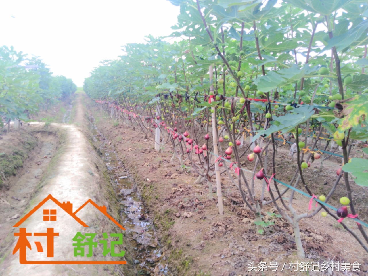 湖南无花果什么品种最好吃,溆浦县低庄无花果