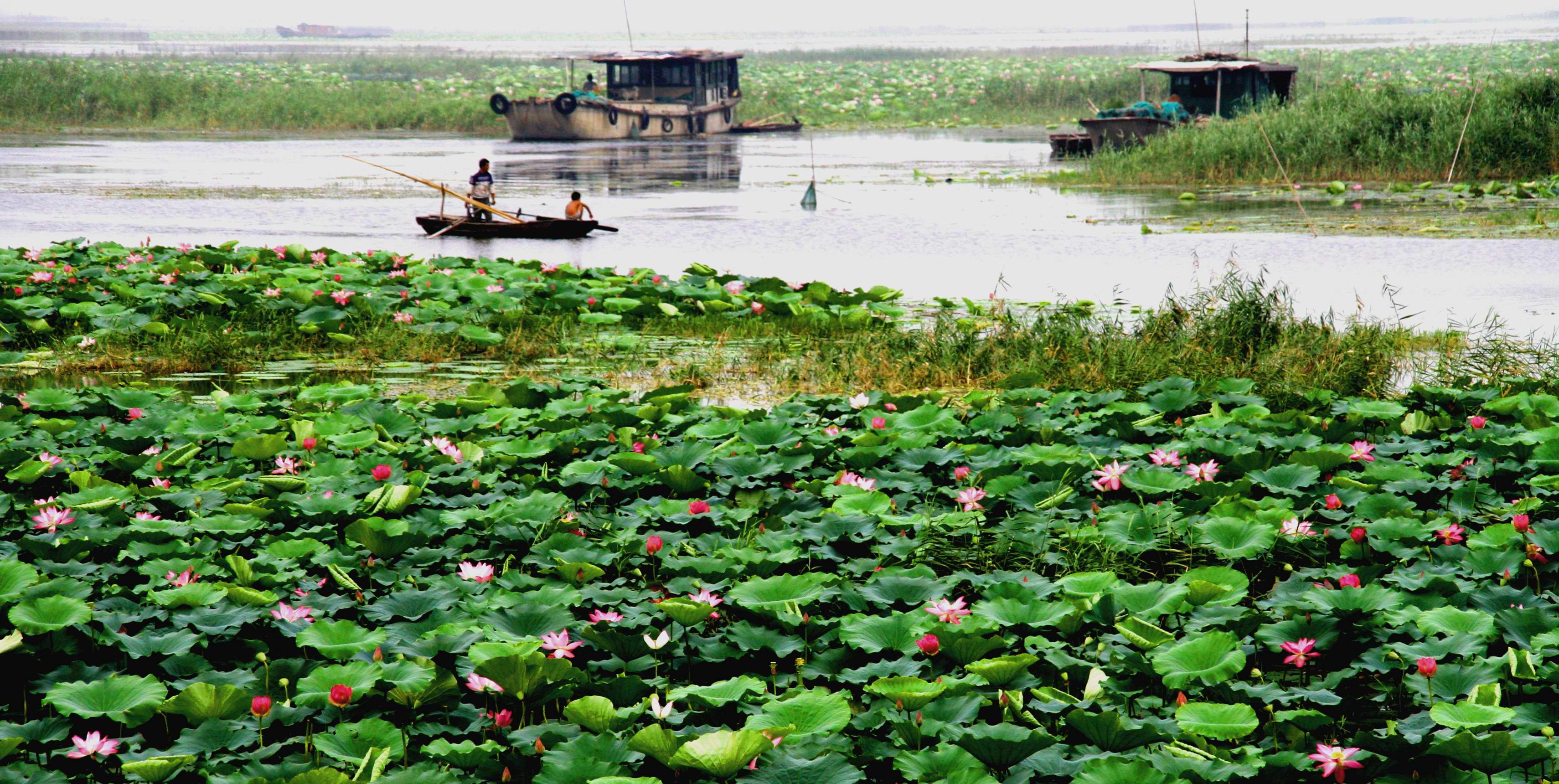 滕州微山湖红荷湿地开幕式直播,枣庄滕州微山湖湿地红荷节