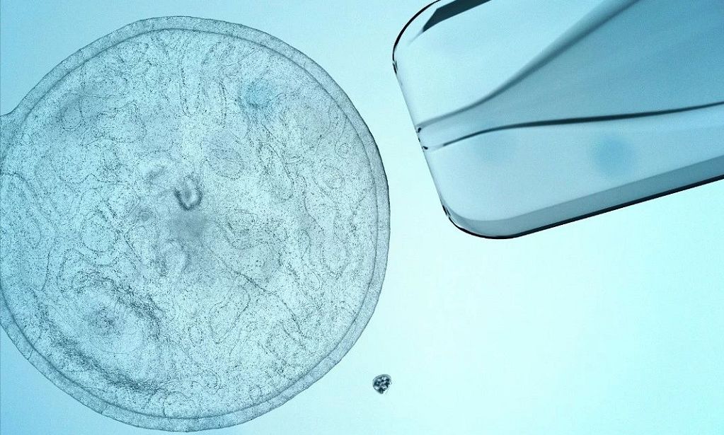 一文看懂干细胞疗法最新进展