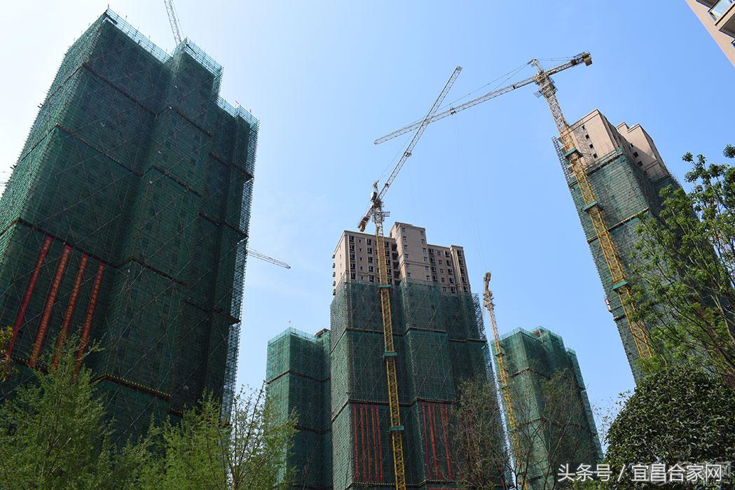 蕨类植物微景观组合,蕨类植物造景