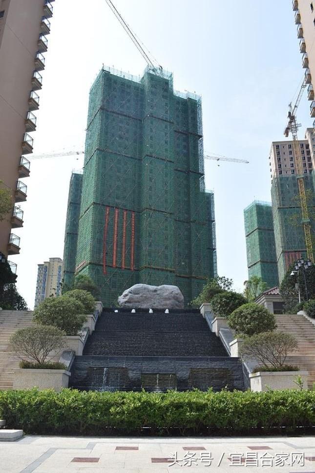 蕨类植物微景观组合,蕨类植物造景