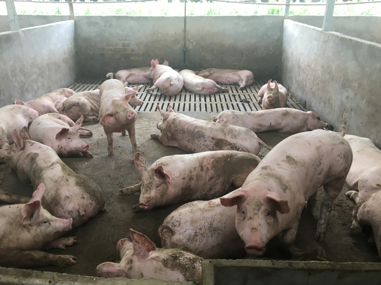 一起仔猪渗出性皮炎的治疗心得通俗易懂，养猪新手需牢记！