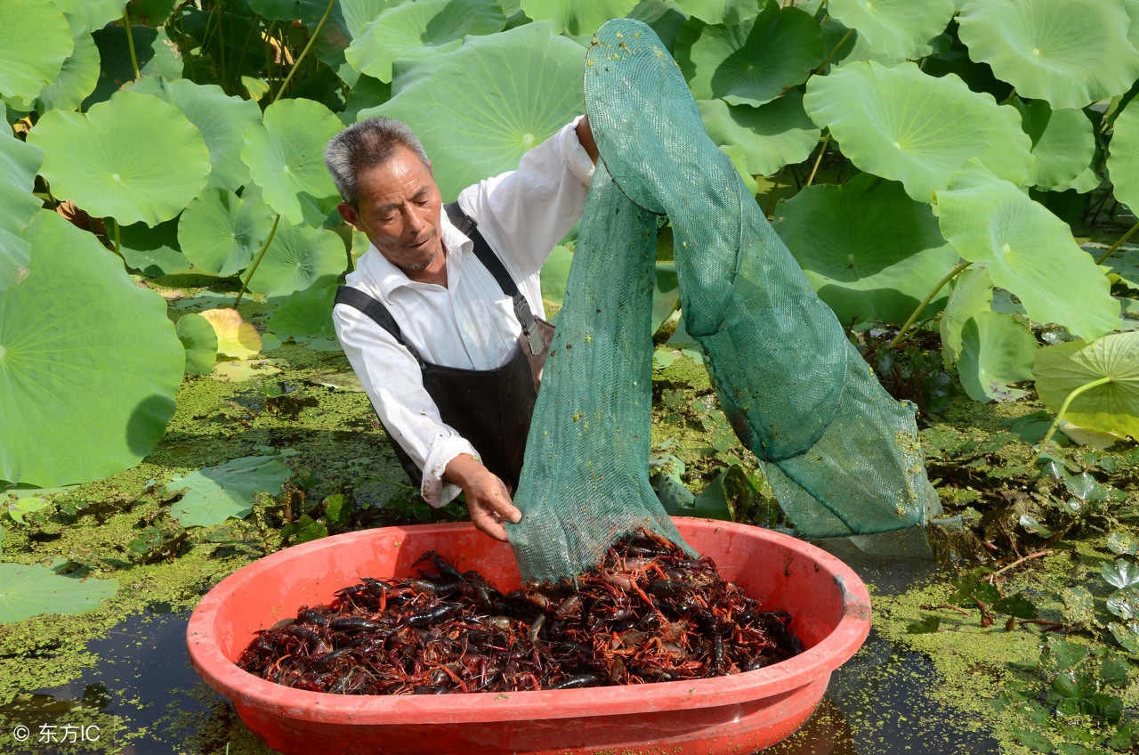 小龙虾养殖前景分析,小龙虾养殖经营模式有哪些